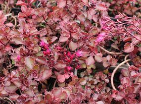 Rozchodník pochybný 'Purpur winter' - Sedum spurium 'Purpur winter'