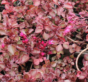 Rozchodník pochybný 'Purpur winter' - Sedum spurium 'Purpur winter'