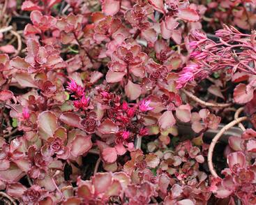 Rozchodník pochybný 'Purpur winter'