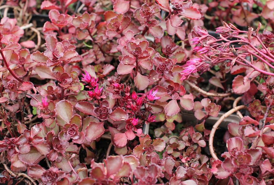 Rozchodník pochybný 'Purpur winter' - Sedum spurium 'Purpur winter'