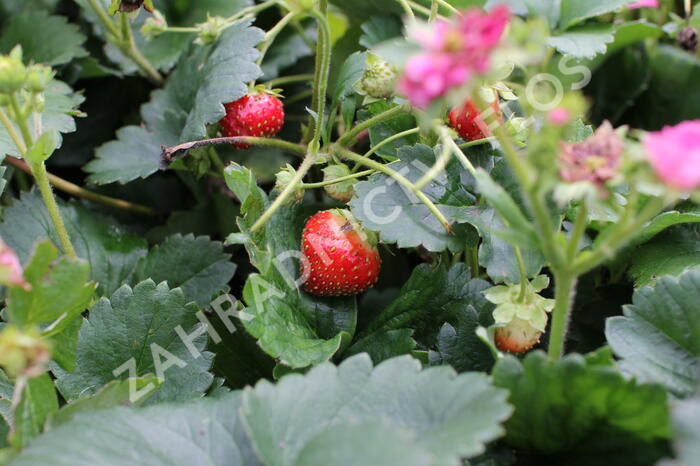 Jahodník stáleplodící 'Summer Breeze Cherry' - Fragaria ananassa 'Summer Breeze Cherry' F1