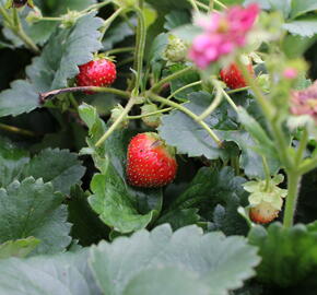 Jahodník stáleplodící 'Breeze Cherry Blossom' - Fragaria ananassa 'Breeze Cherry Blossom' F1