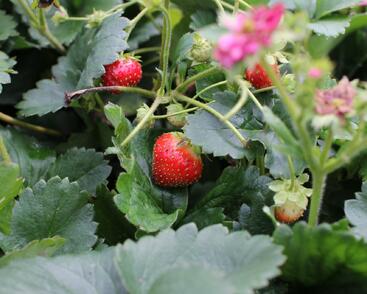 Jahodník stáleplodící 'Summer Breeze Cherry Blossom'