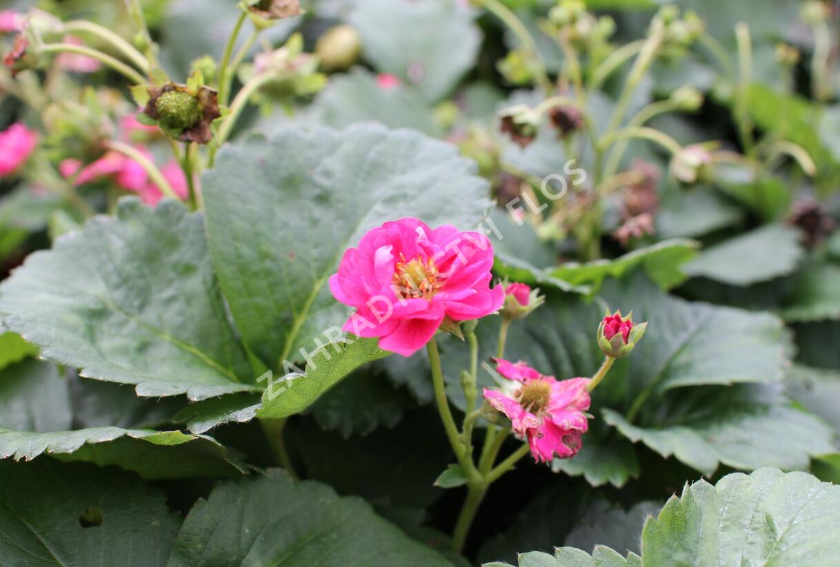Jahodník stáleplodící 'Summer Breeze Cherry Blossom' F1 - Fragaria ananassa Summer Breeze Cherry Blossom' F1