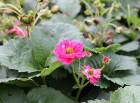 Jahodník stáleplodící 'Summer Breeze Cherry Blossom' F1 - Fragaria ananassa Summer Breeze Cherry Blossom' F1