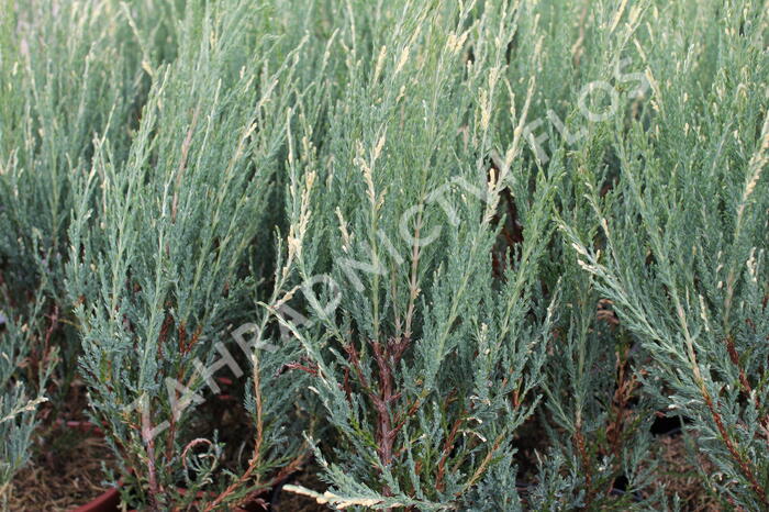 Jalovec skalní 'Blue Ivory' - Juniperus scopulorum 'Blue Ivory'