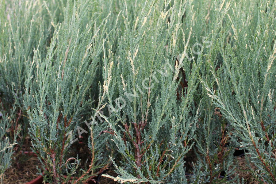 Jalovec skalní 'Blue Ivory' - Juniperus scopulorum 'Blue Ivory'
