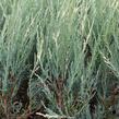 Jalovec skalní 'Blue Ivory' - Juniperus scopulorum 'Blue Ivory'