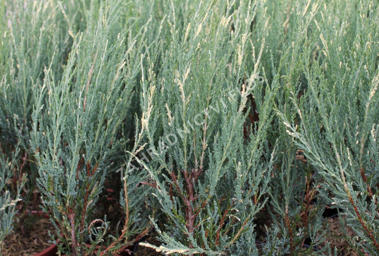 Jalovec skalní 'Blue Ivory' - Juniperus scopulorum 'Blue Ivory'