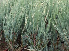 Jalovec skalní 'Blue Ivory' - Juniperus scopulorum 'Blue Ivory'