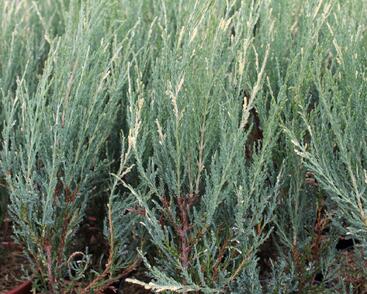 Jalovec skalní 'Blue Ivory'