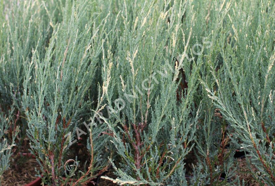 Jalovec skalní 'Blue Ivory' - Juniperus scopulorum 'Blue Ivory'