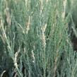 Jalovec skalní 'Blue Ivory' - Juniperus scopulorum 'Blue Ivory'