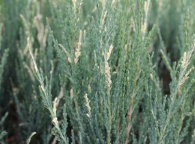 Jalovec skalní 'Blue Ivory' - Juniperus scopulorum 'Blue Ivory'