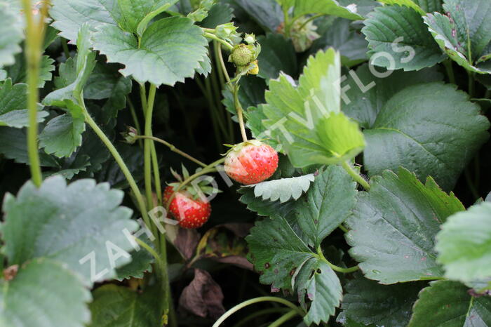 Jahodník stáleplodící 'Elan' F1 - Fragaria ananassa 'Elan' F1