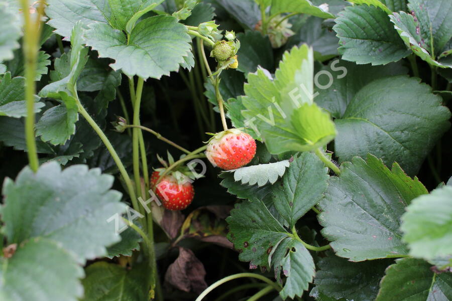 Jahodník stáleplodící 'Elan' F1 - Fragaria ananassa 'Elan' F1