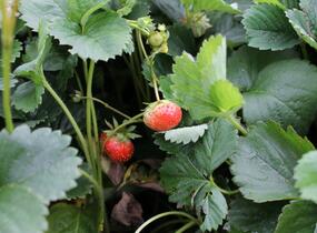 Jahodník stáleplodící 'Elan' F1 - Fragaria ananassa 'Elan' F1