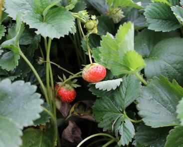 Jahodník stáleplodící 'Elan' F1