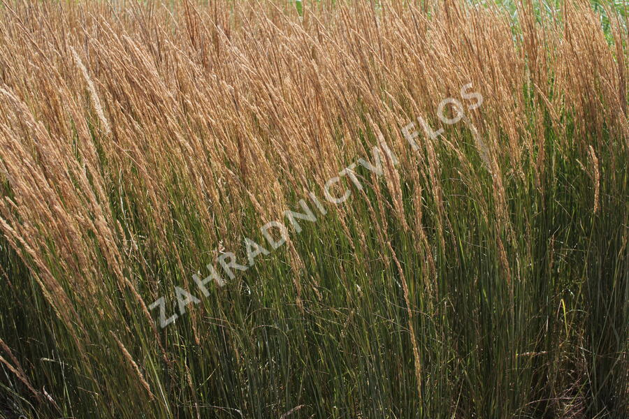 Třtina ostrokvětá 'Overdam' - Calamagrostis acutiflora 'Overdam'