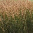 Třtina ostrokvětá 'Overdam' - Calamagrostis acutiflora 'Overdam'