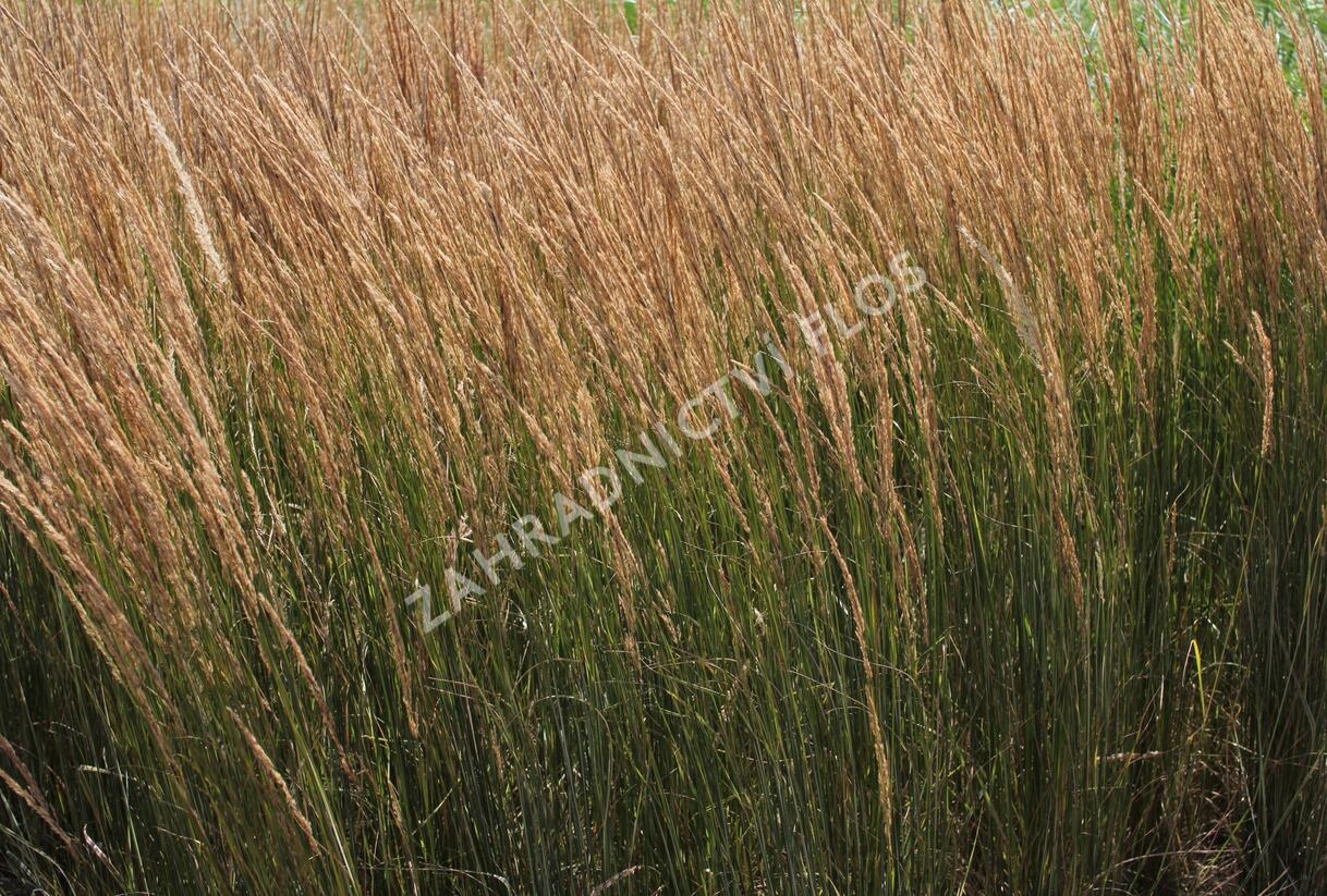 Třtina ostrokvětá 'Overdam' - Calamagrostis acutiflora 'Overdam'