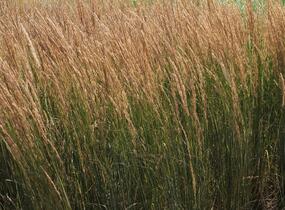 Třtina ostrokvětá 'Overdam' - Calamagrostis acutiflora 'Overdam'