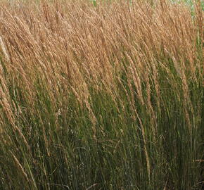 Třtina ostrokvětá 'Overdam' - Calamagrostis acutiflora 'Overdam'