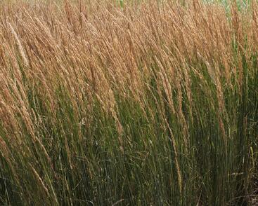 Třtina ostrokvětá 'Overdam'