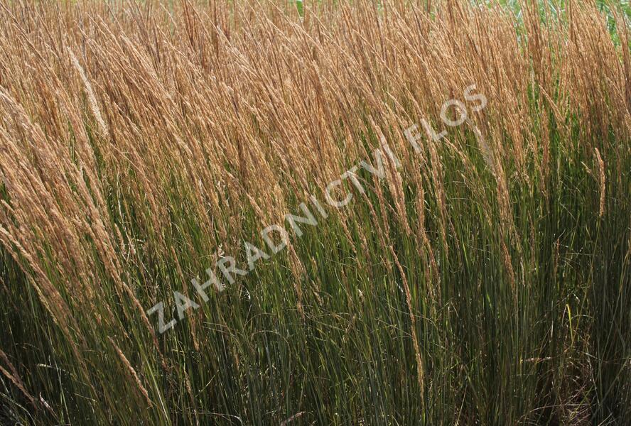 Třtina ostrokvětá 'Overdam' - Calamagrostis acutiflora 'Overdam'