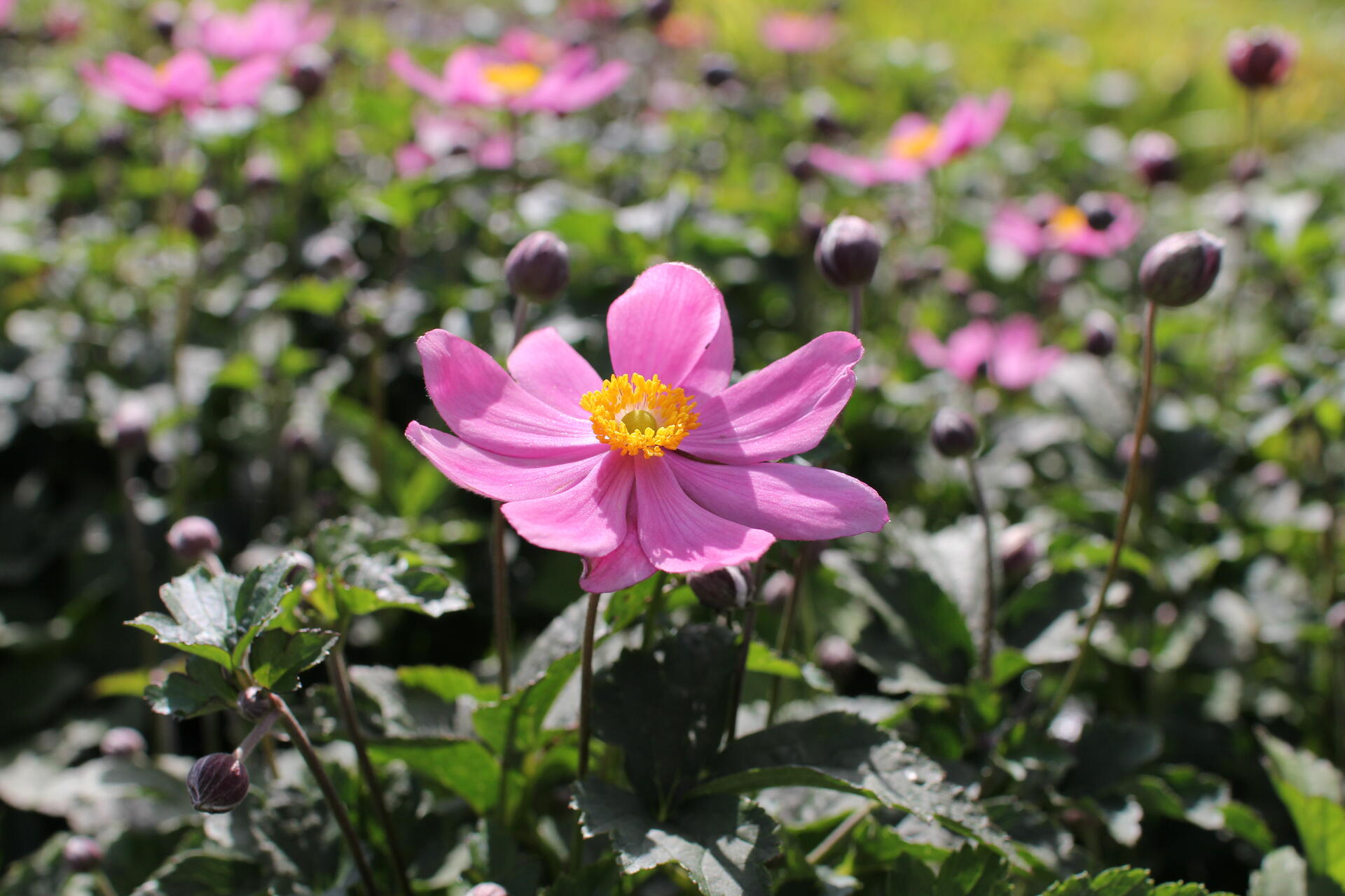 Anemone hupehensis 'Alando Pink'