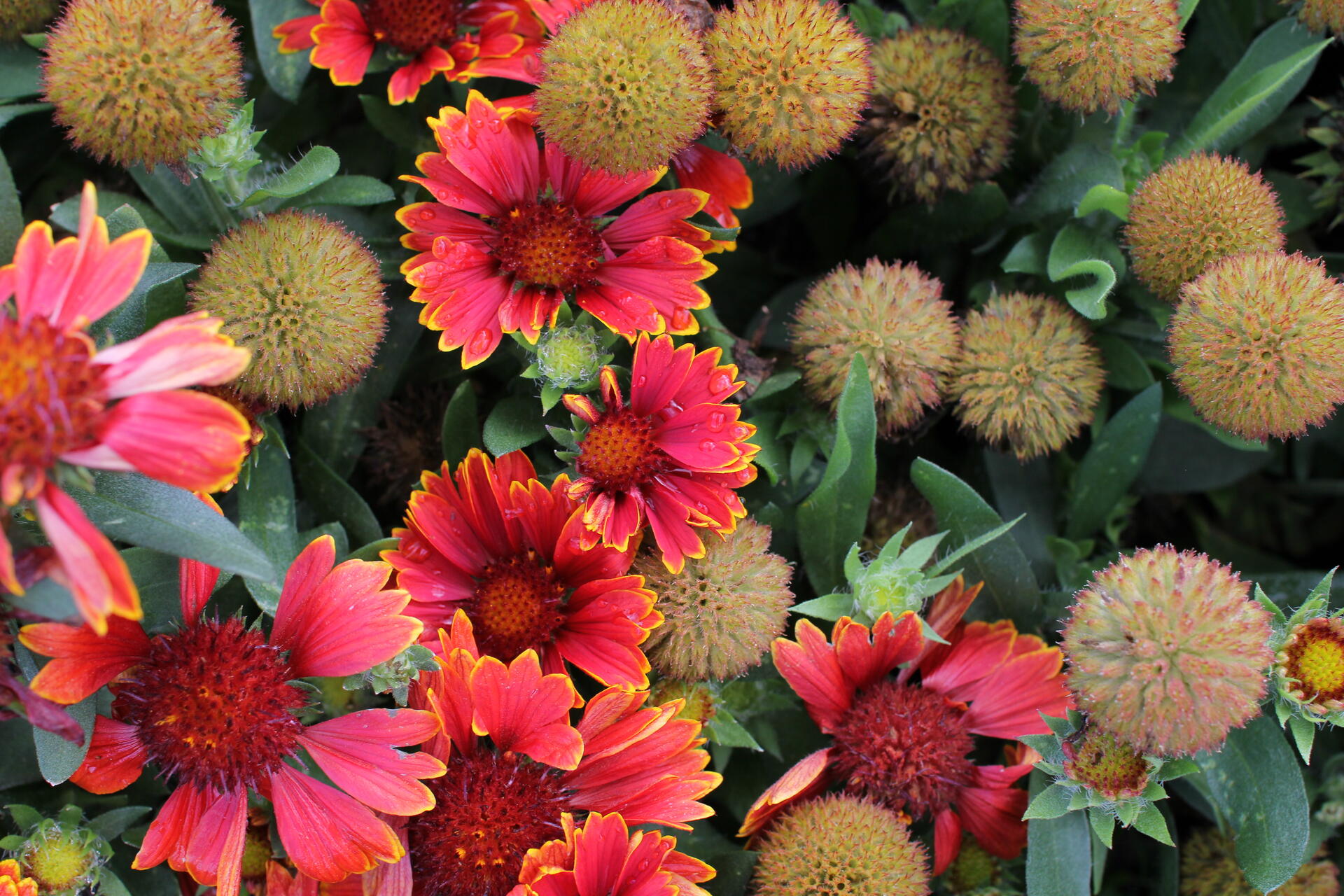 Gaillardia aristata 'Spin Top Yellow Touch'