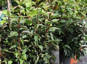 Kalina vonná 'December Dwarf' - Viburnum farreri 'December Dwarf'