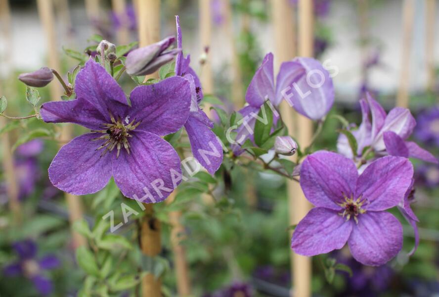 Plamének 'So Many® Lavender Flowers' PBR - Clematis 'So Many® Lavender Flowers' PBR