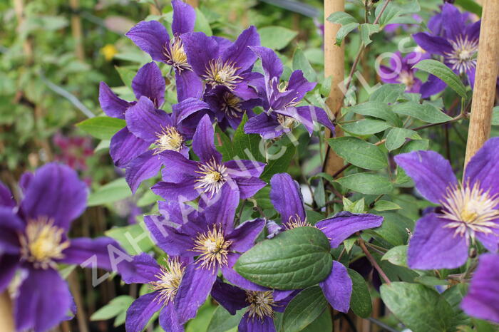 Plamének 'So Many® Blue Flowers' PBR - Clematis 'So Many® Blue Flowers' PBR