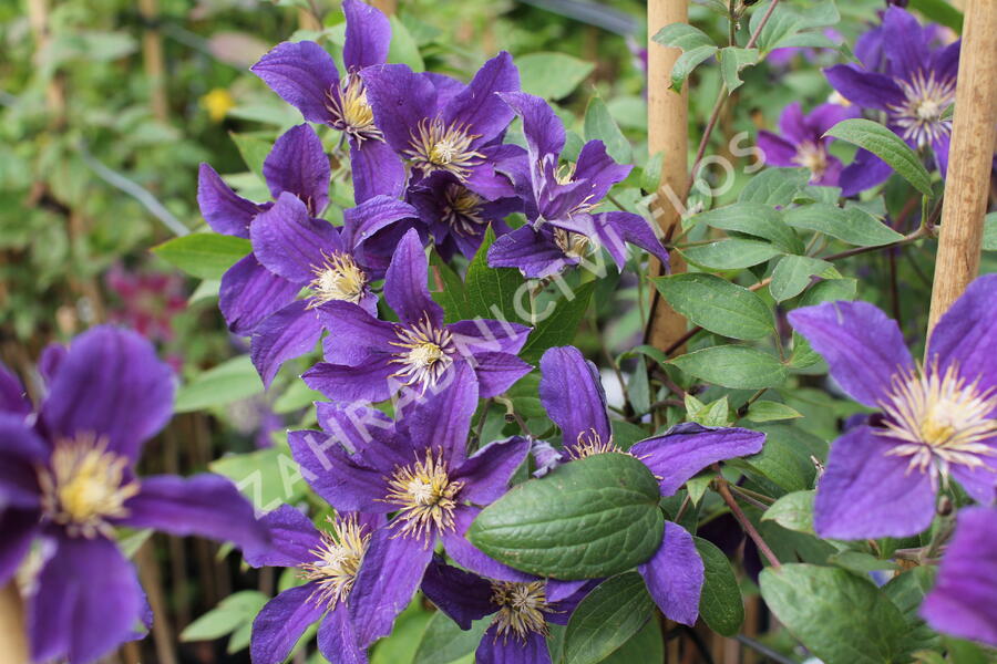 Plamének 'So Many® Blue Flowers' PBR - Clematis 'So Many® Blue Flowers' PBR