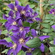 Plamének 'So Many® Blue Flowers' PBR - Clematis 'So Many® Blue Flowers' PBR