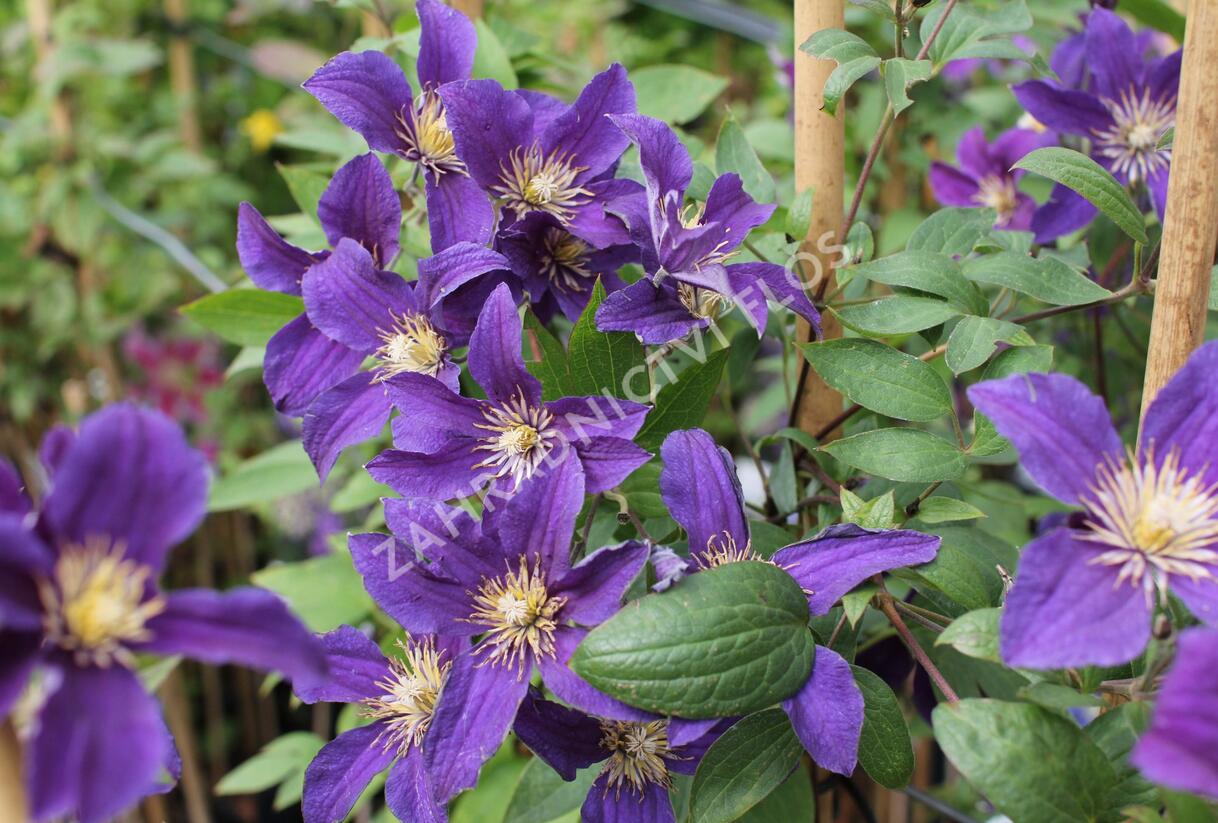 Plamének 'So Many® Blue Flowers' PBR - Clematis 'So Many® Blue Flowers' PBR