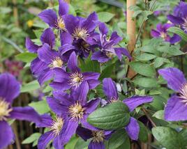 Plamének 'So Many® Blue Flowers' PBR