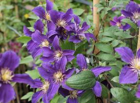 Plamének 'So Many® Blue Flowers' PBR - Clematis 'So Many® Blue Flowers' PBR
