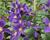 Plamének 'So Many® Blue Flowers' PBR
