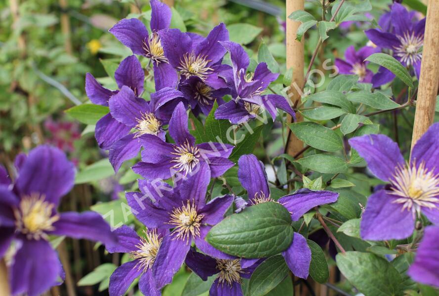 Plamének 'So Many® Blue Flowers' PBR - Clematis 'So Many® Blue Flowers' PBR
