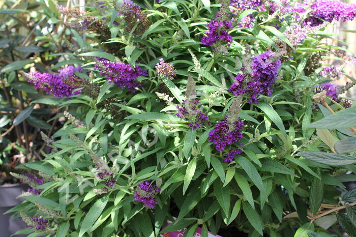 Motýlí keř, Komule Davidova 'Butterfly Candy Little Purple' - Buddleja davidii 'Butterfly Candy Little Purple'