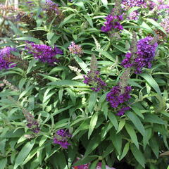 Motýlí keř, Komule Davidova 'Butterfly Candy Little Purple' - Buddleja davidii 'Butterfly Candy Little Purple'