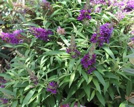 Motýlí keř, Komule Davidova 'Butterfly Candy Little Purple'