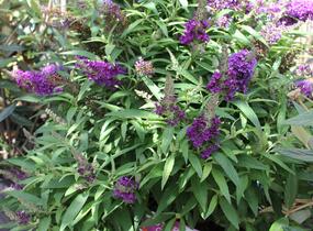 Motýlí keř, Komule Davidova 'Butterfly Candy Little Purple' - Buddleja davidii 'Butterfly Candy Little Purple'