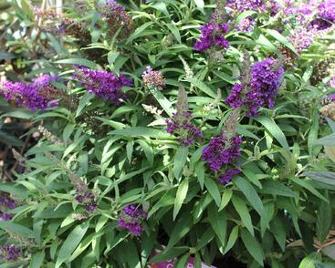 Motýlí keř, Komule Davidova 'Butterfly Candy Little Purple'