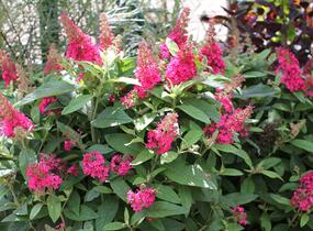 Motýlí keř, Komule Davidova 'Butterfly Candy Little Ruby' - Buddleja davidii 'Butterfly Candy Little Ruby'