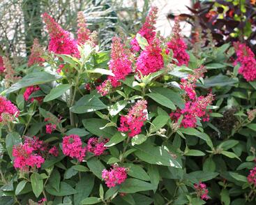 Motýlí keř, Komule Davidova 'Butterfly Candy Little Ruby'