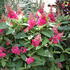 motyli-ker-komule-davidova-butterfly-candy-little-ruby.jpg
