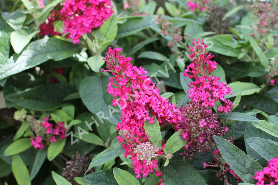Motýlí keř, Komule Davidova 'Butterfly Candy Little Ruby' - Buddleja davidii 'Butterfly Candy Little Ruby'